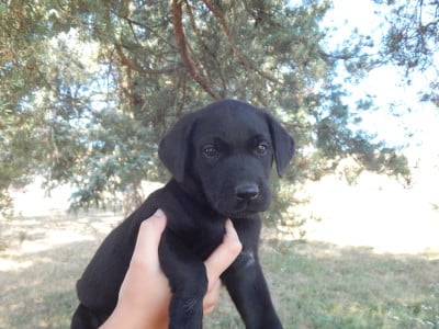 B ... / collier Noir - Labrador Retriever