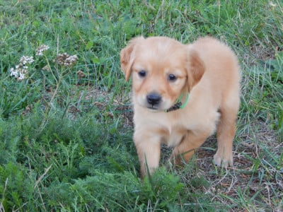 Les chiots de Golden Retriever