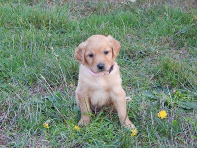 Les chiots de Golden Retriever