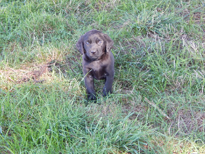 Les chiots de Labrador Retriever