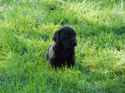 Les chiots de Labrador Retriever