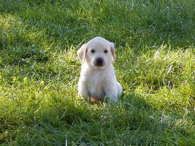 Les chiots de Labrador Retriever