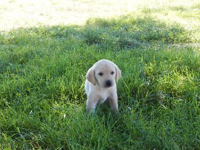 Les chiots de Labrador Retriever