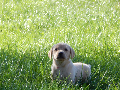 Les chiots de Labrador Retriever