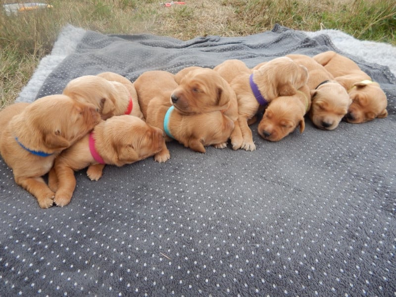 Golden Retriever - D'Aspe & D'Ossau