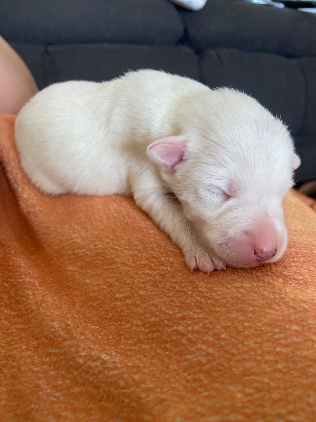 CHIOT 2 - Fox Terrier Poil lisse