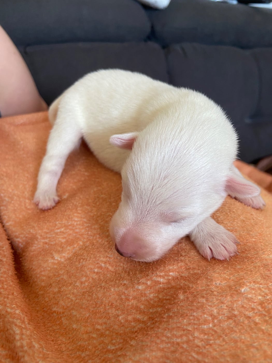 CHIOT 3 - Fox Terrier Poil lisse