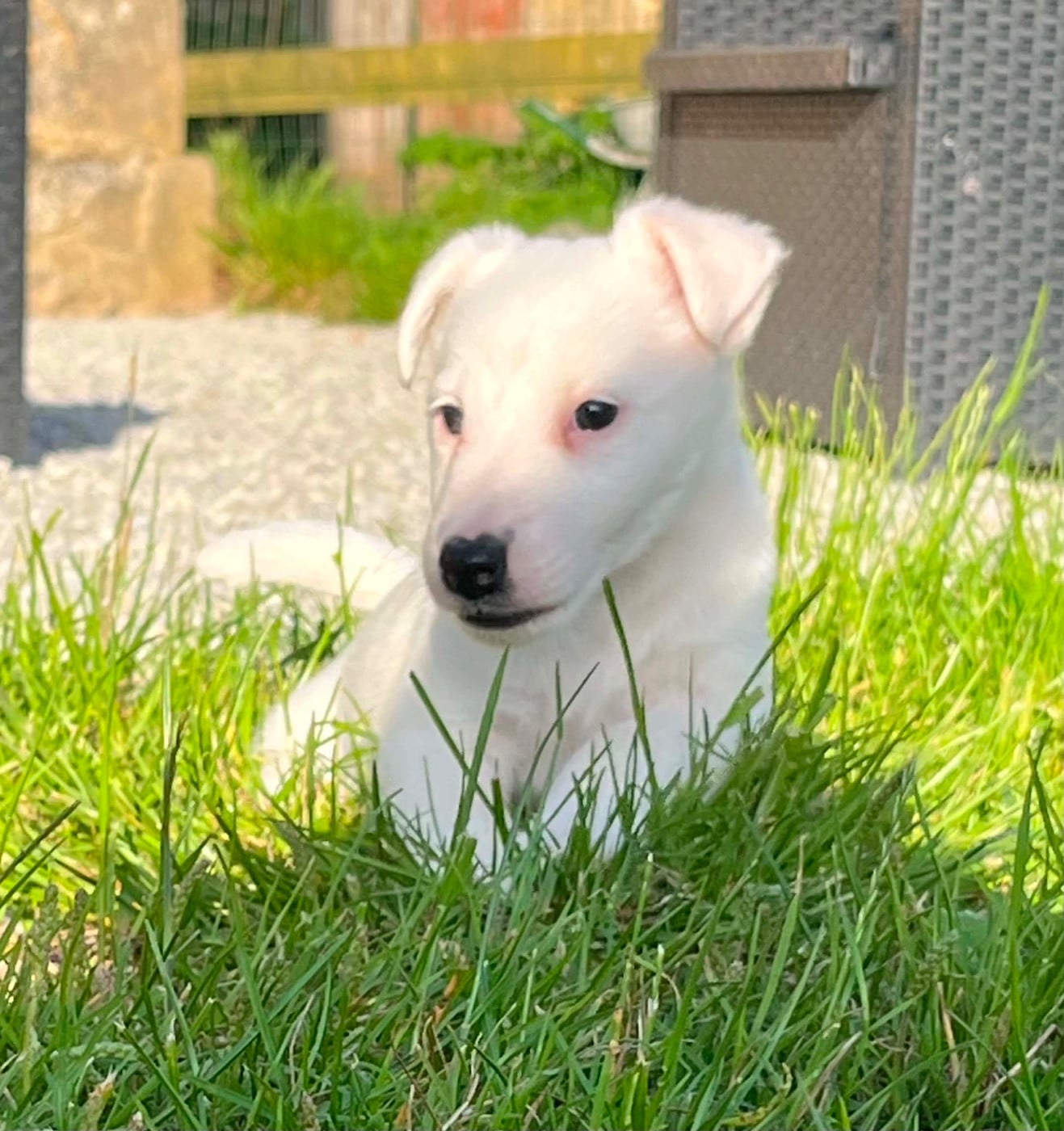 CHIOT 2 - Fox Terrier Poil lisse