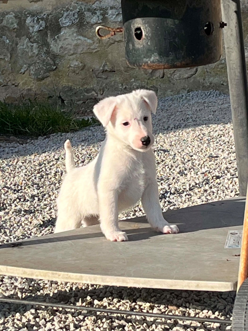 CHIOT 3 - Fox Terrier Poil lisse