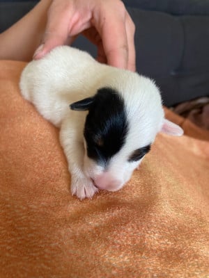 Les chiots de Fox Terrier Poil lisse
