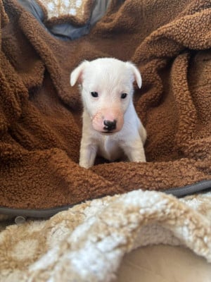 Les chiots de Fox Terrier Poil lisse