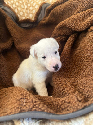 Les chiots de Fox Terrier Poil lisse