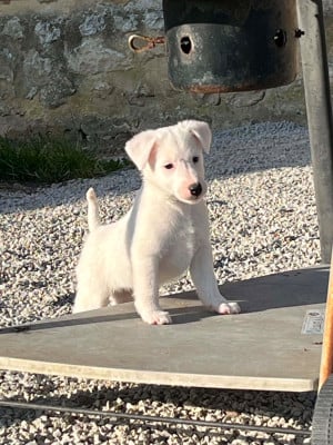 Les chiots de Fox Terrier Poil lisse