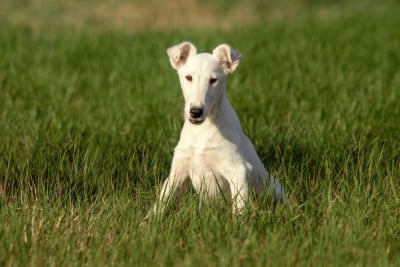 Les chiots de Fox Terrier Poil lisse
