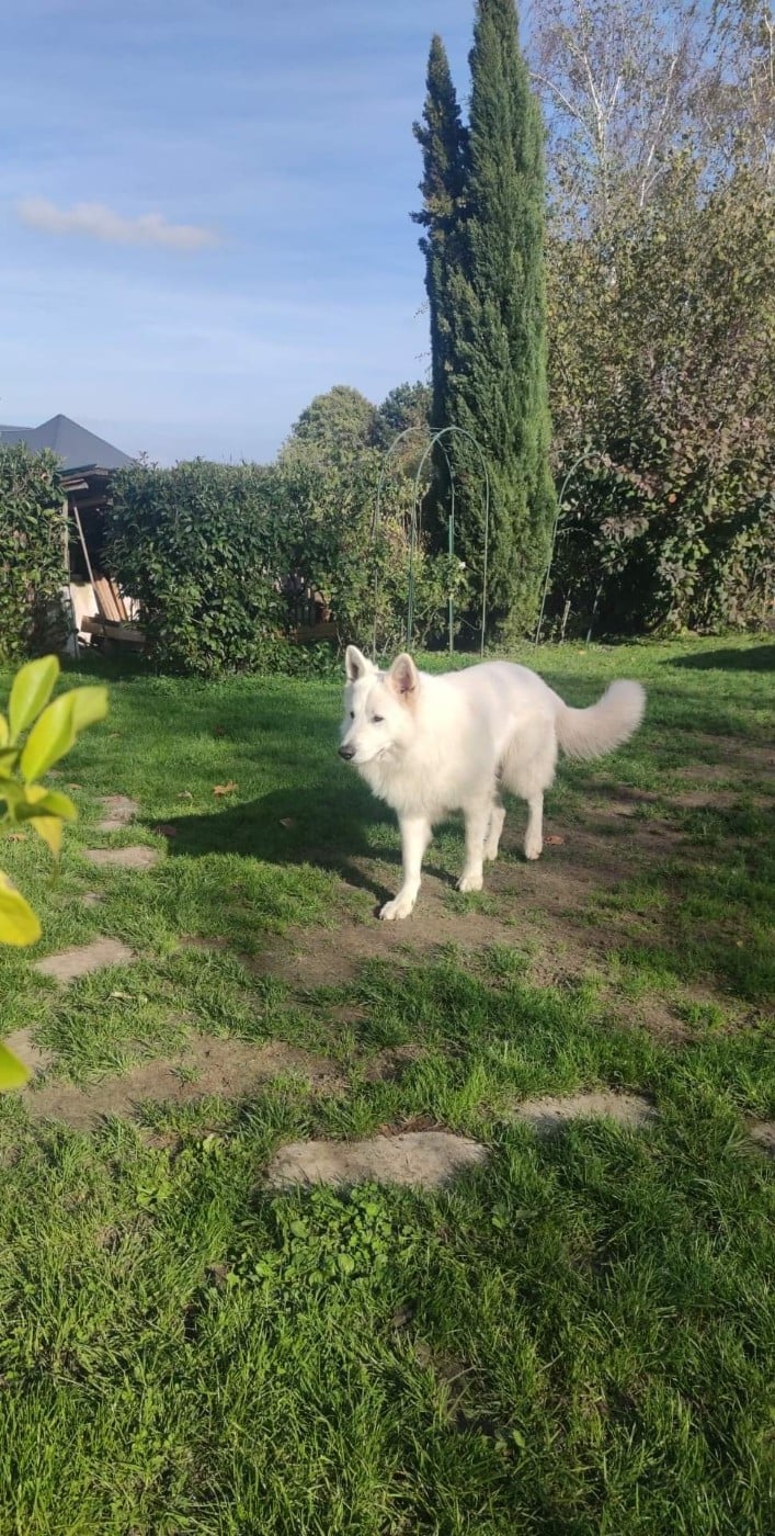 Publication : De La Croix Naudin