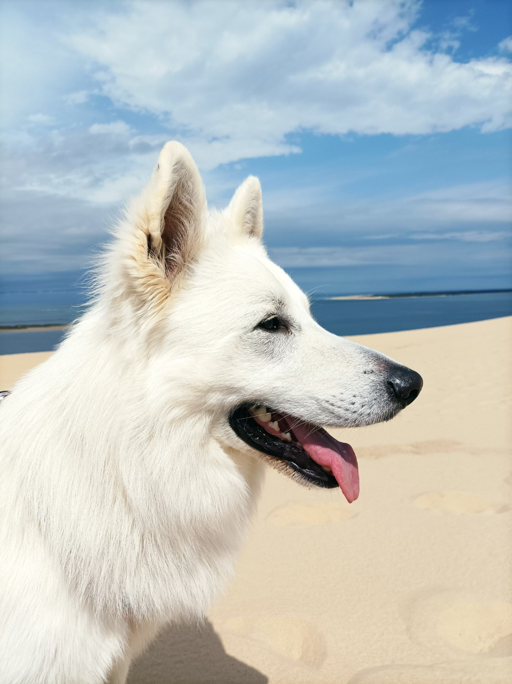 Publication : De La Croix Naudin