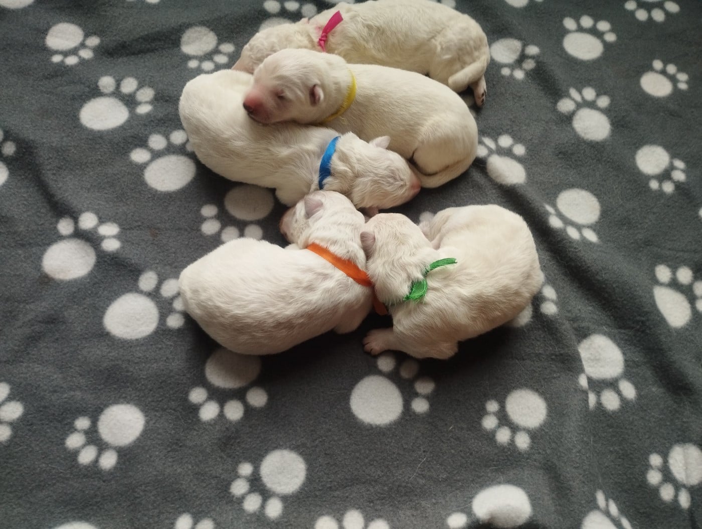 CHIOT 2 - Berger Blanc Suisse