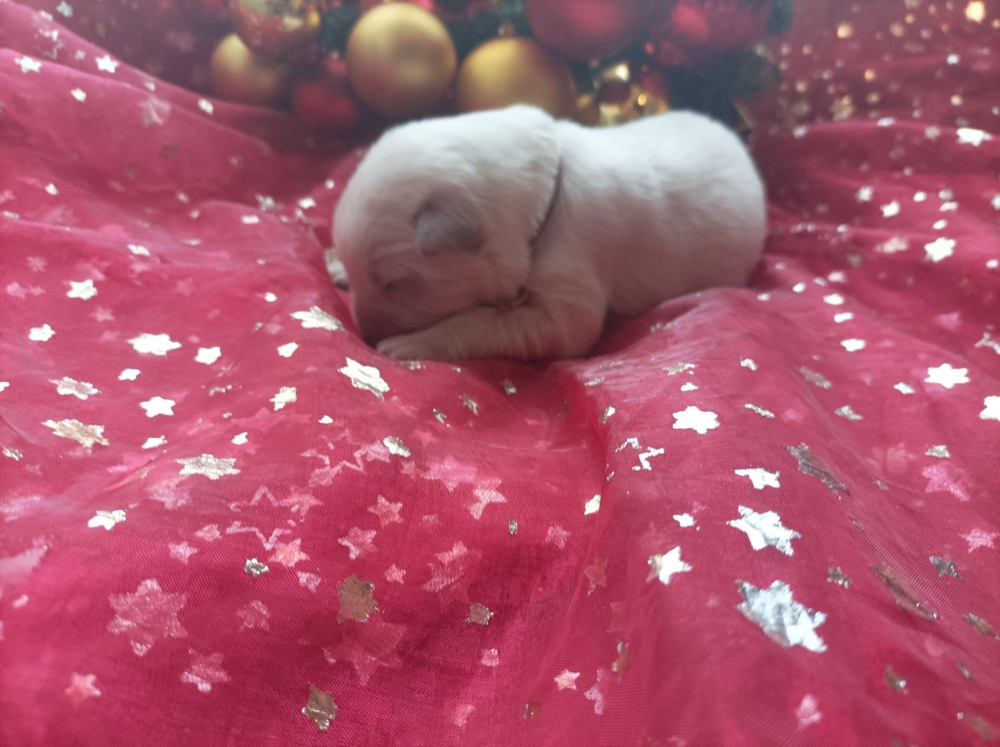 CHIOT 2 - Berger Blanc Suisse