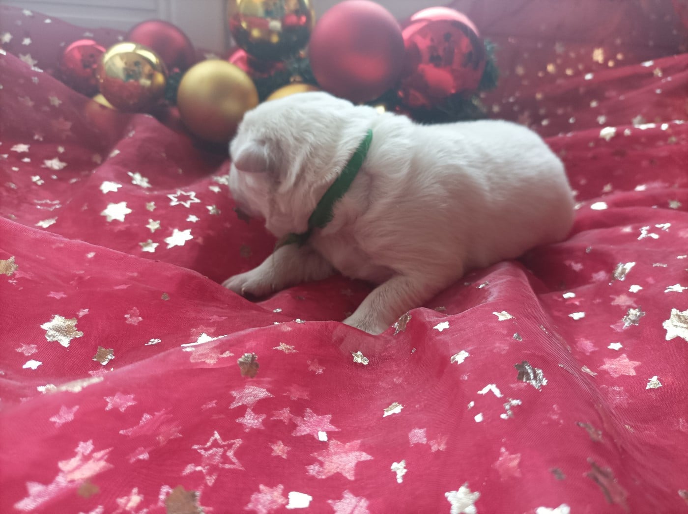 CHIOT 3 - Berger Blanc Suisse