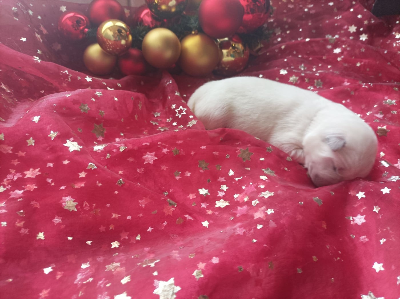 CHIOT 4 - Berger Blanc Suisse