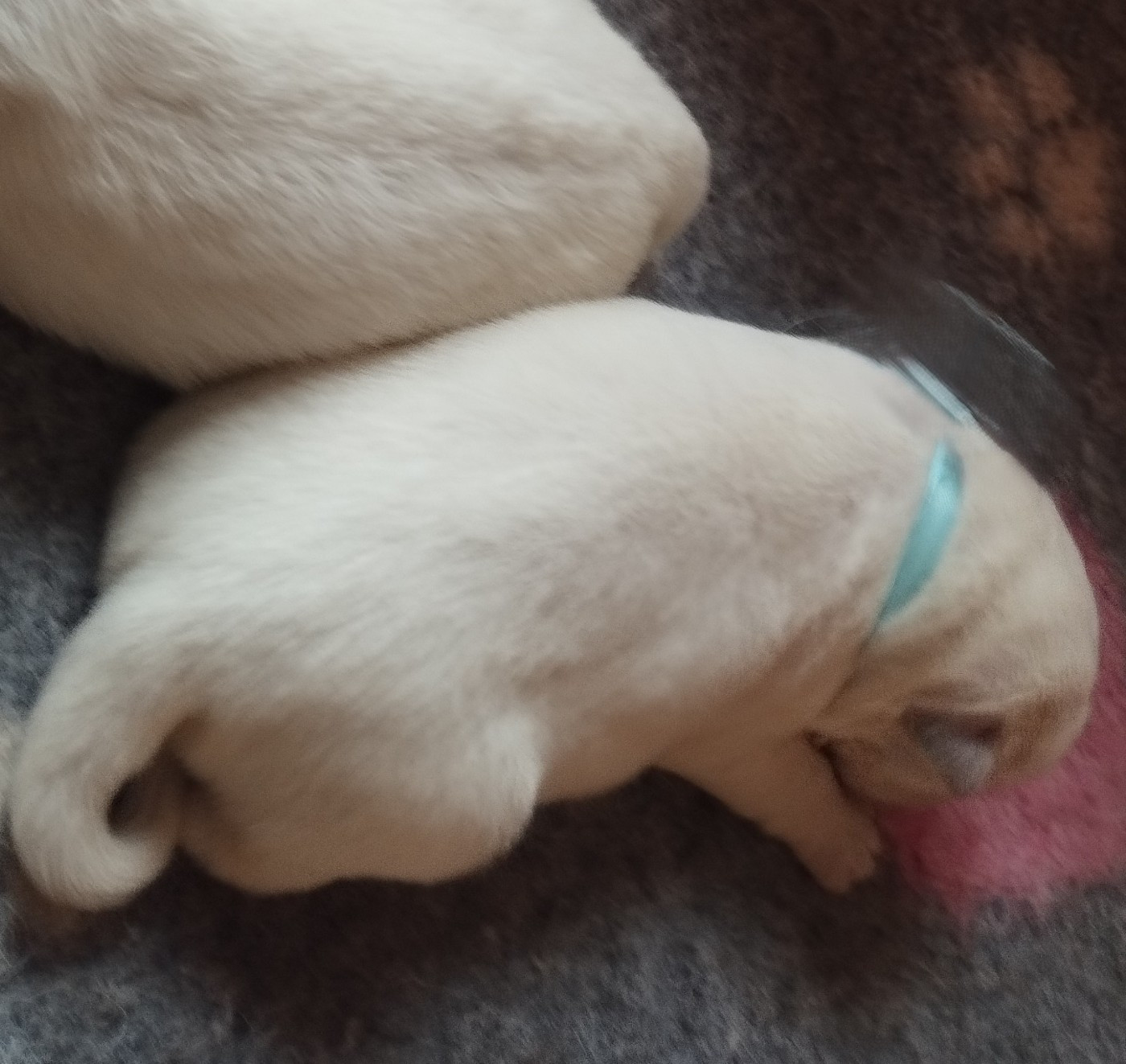 CHIOT 5 - Berger Blanc Suisse