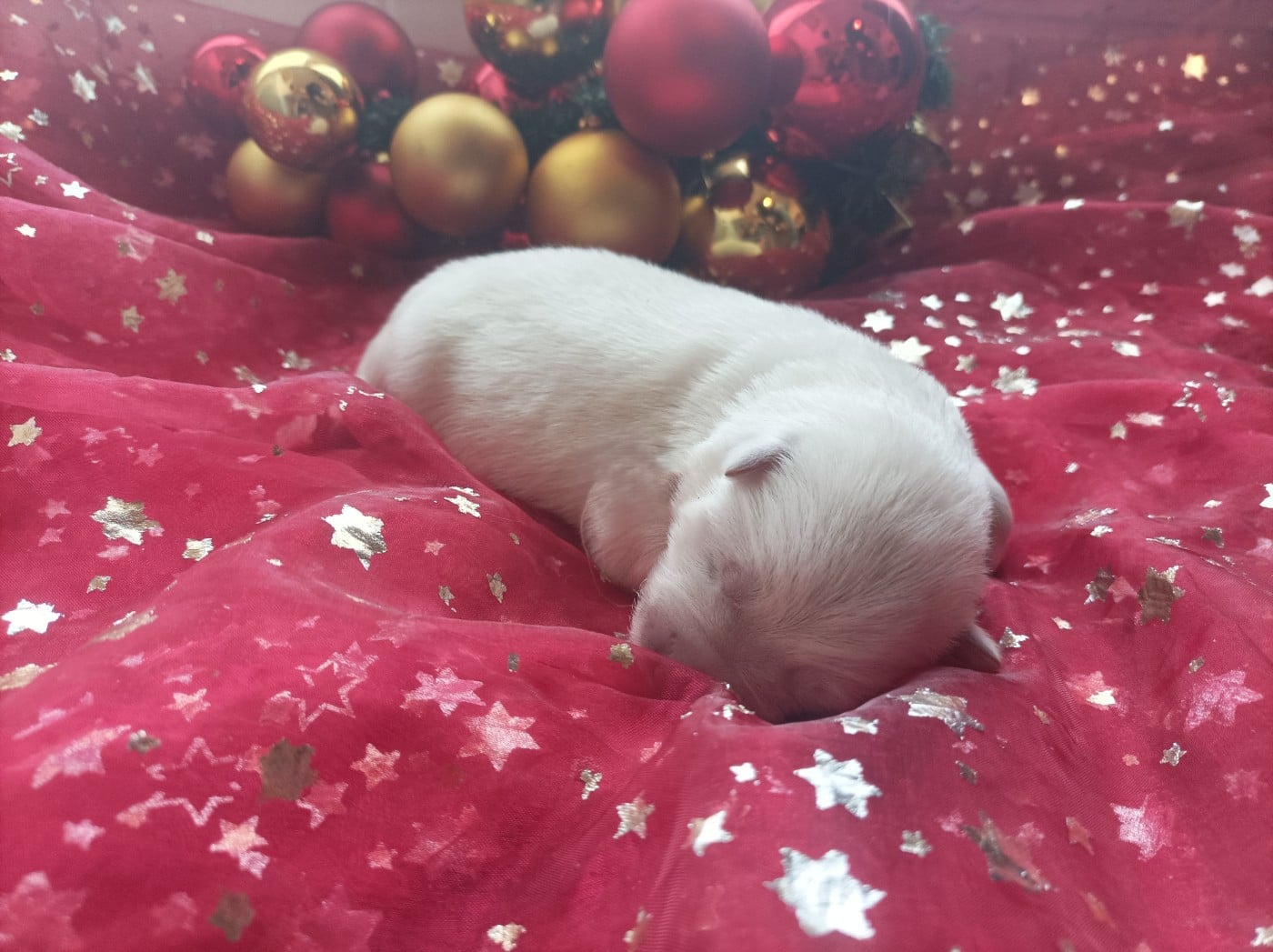 CHIOT 1 - Berger Blanc Suisse