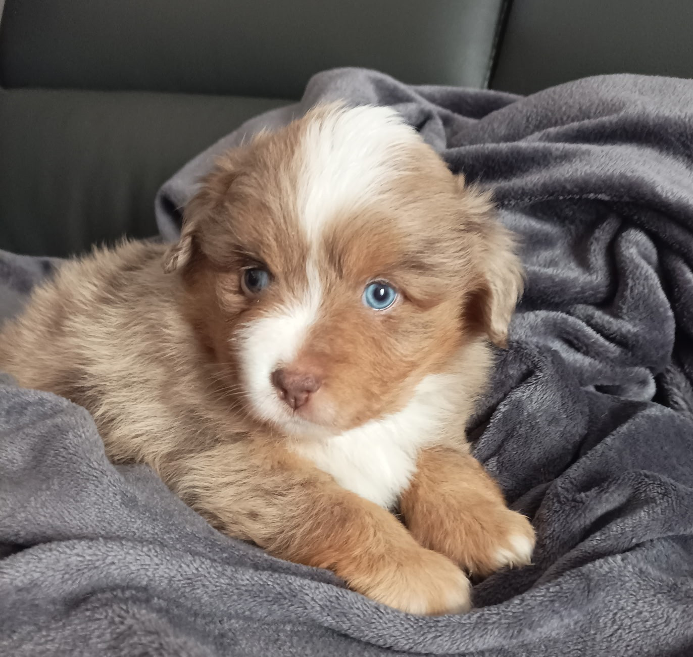 Berger Américain Miniature  - De La Croix Naudin