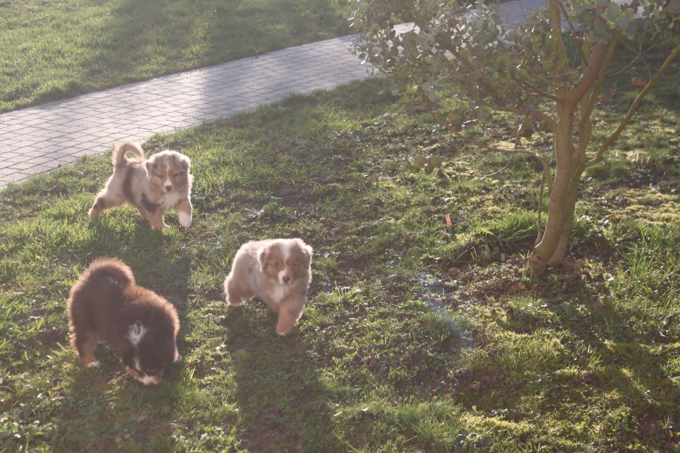 Berger Américain Miniature  - De La Croix Naudin