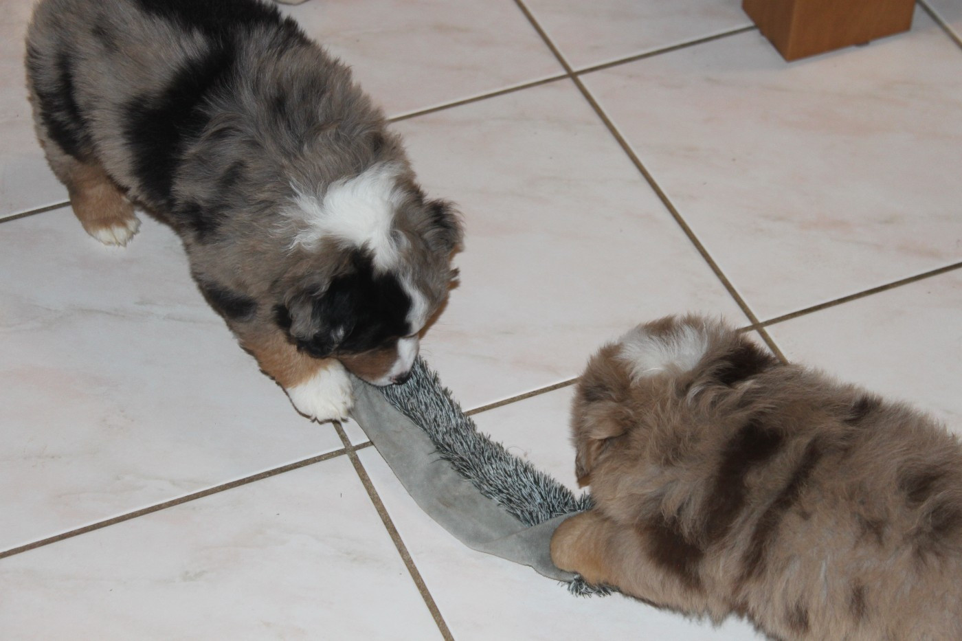 Berger Américain Miniature  - De La Croix Naudin