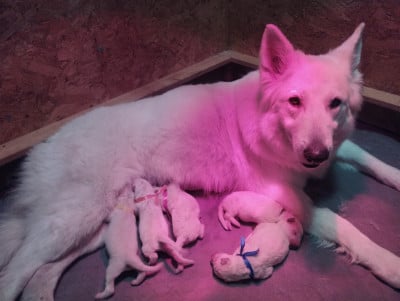 Les chiots de Berger Blanc Suisse