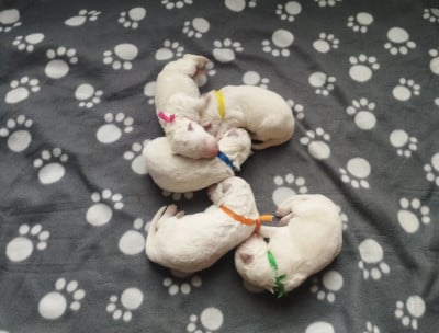 Les chiots de Berger Blanc Suisse