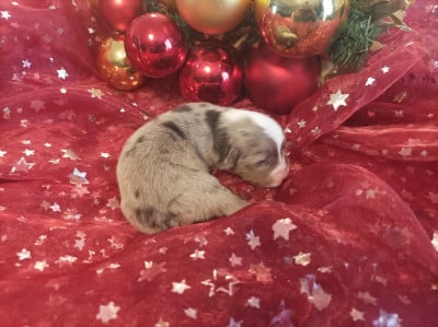 Les chiots de Berger Américain Miniature 