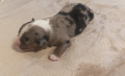 Les chiots de Berger Américain Miniature 