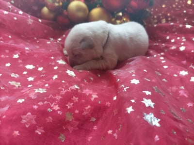 CHIOT 2 - Berger Blanc Suisse