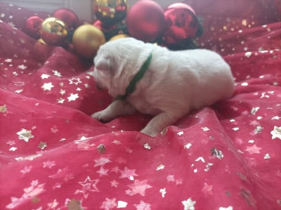 CHIOT 3 - Berger Blanc Suisse