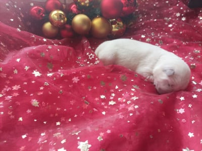 CHIOT 4 - Berger Blanc Suisse