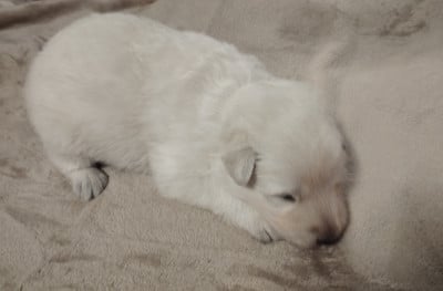Les chiots de Berger Blanc Suisse