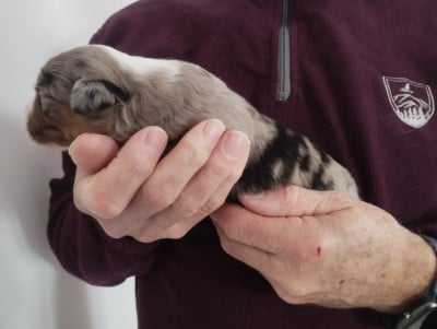 Les chiots de Berger Américain Miniature 