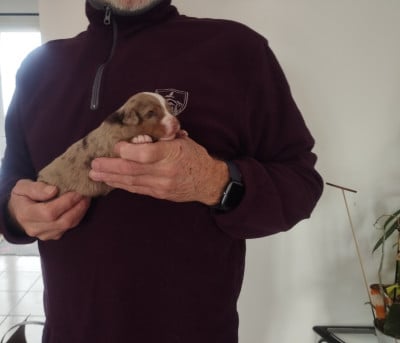 Les chiots de Berger Américain Miniature 