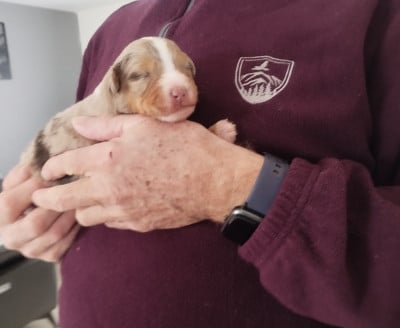 Les chiots de Berger Américain Miniature 