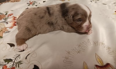 Les chiots de Berger Américain Miniature 