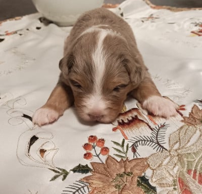 Les chiots de Berger Américain Miniature 