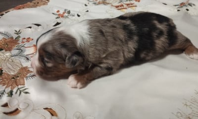 Les chiots de Berger Américain Miniature 