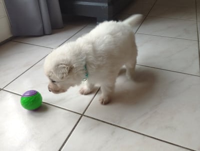 Les chiots de Berger Blanc Suisse