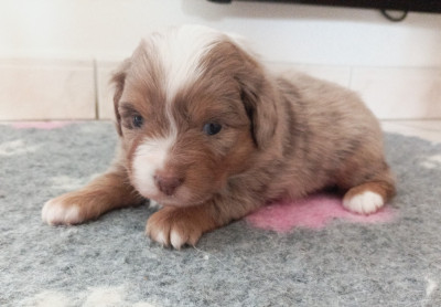 Les chiots de Berger Américain Miniature 