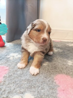 Les chiots de Berger Américain Miniature 