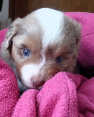 Les chiots de Berger Américain Miniature 