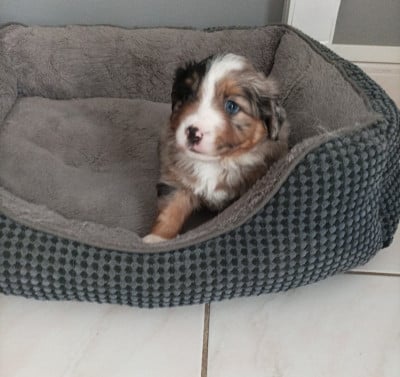 Les chiots de Berger Américain Miniature 