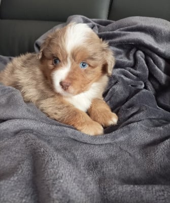 Les chiots de Berger Américain Miniature 