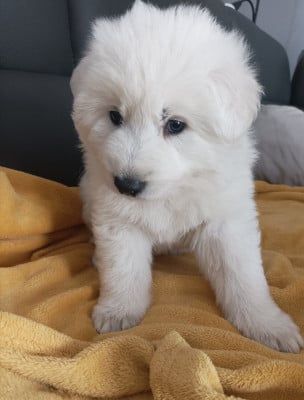 Les chiots de Berger Blanc Suisse